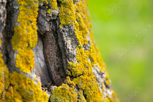 fungus on tree