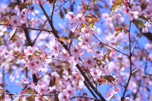 Sakura