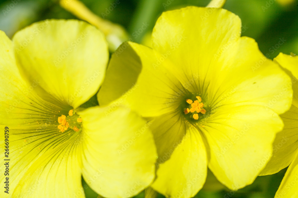flowers of large-flowered evening primrose flowers of large-flowered evening primrose