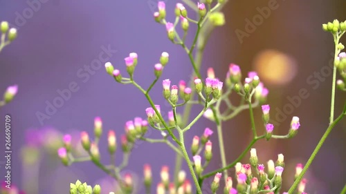 emilia sonchifolia flower health benefits a tea made from leaves is used in treatment of dysentery photo