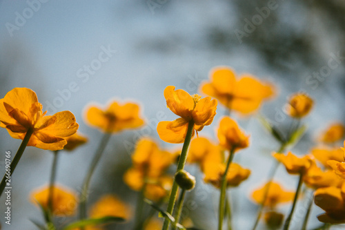 Chicken blindness an unusual flower with a poisonous content