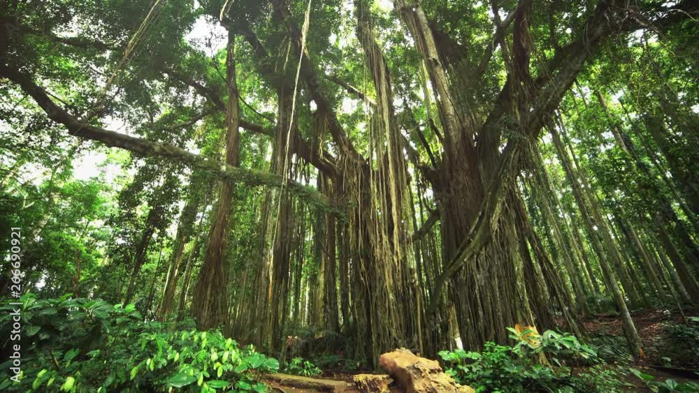 TRACKING, POV, HANDHELD: Paving slabs overgrown with moss. Walk through rainforest path, glide shot, exotic plants around. First person view, jogging through tropical forest, clear ground pathway TRACKING, POV, HANDHELD: Paving slabs overgrown with moss. Walk through rainforest path, glide shot, exotic plants around. First person view, jogging through tropical forest, clear ground pathway