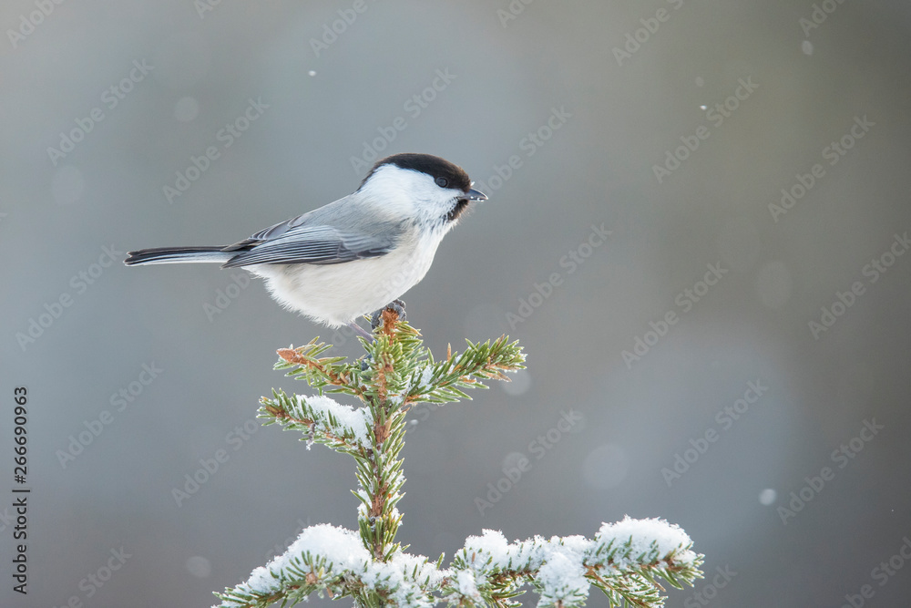 Fototapeta premium Marsh Tit, Poecile palustris