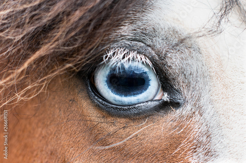 blue eye of a horse