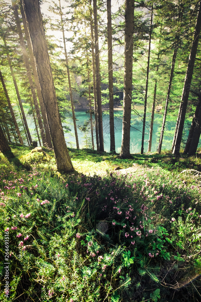 Fototapeta premium Fantastic azure alpine lake grüner see in austria during spring