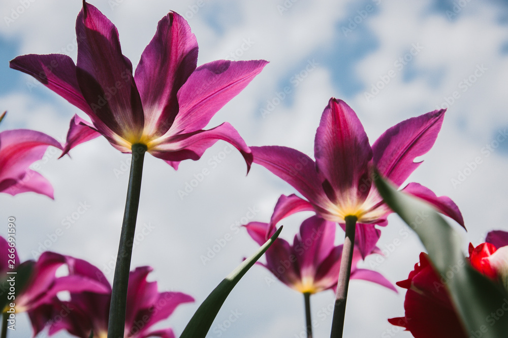 Fototapeta premium Beautiful Botanical background of spring tulips in bright colors growing outdoors under the Sunny blue sky on a flower bed in a colorful seasonal garden