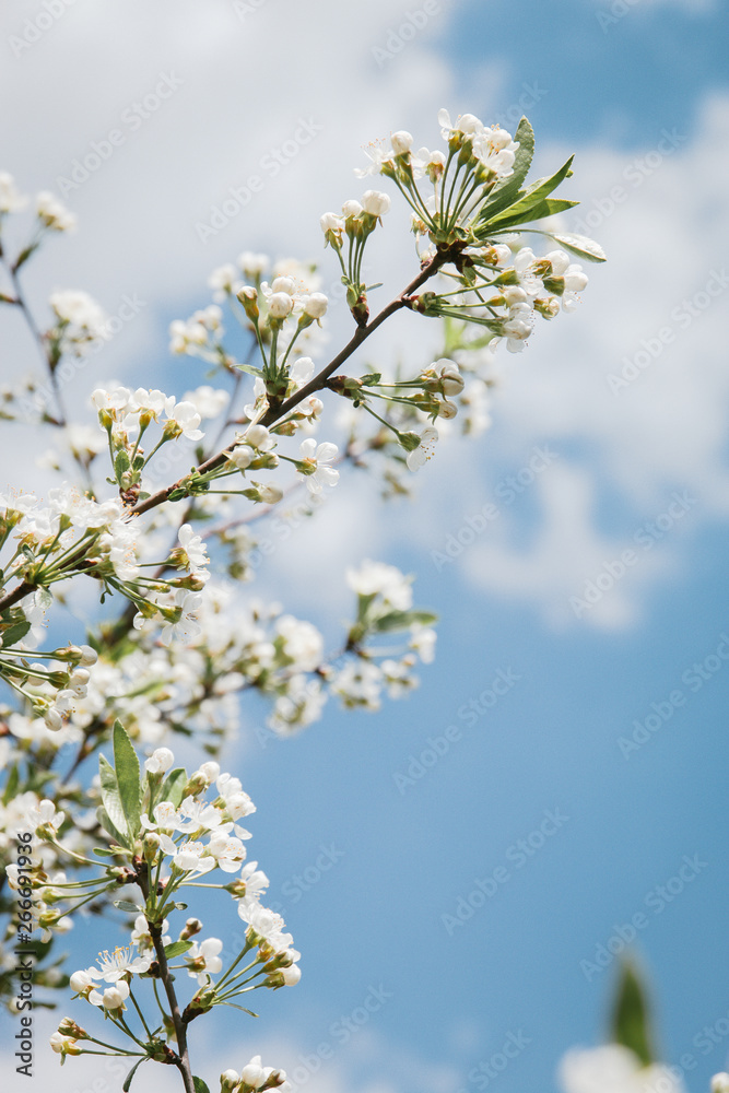 Cherry blossoms growing outdoors under a Sunny blue sky on a flower bed in a colorful seasonal garden