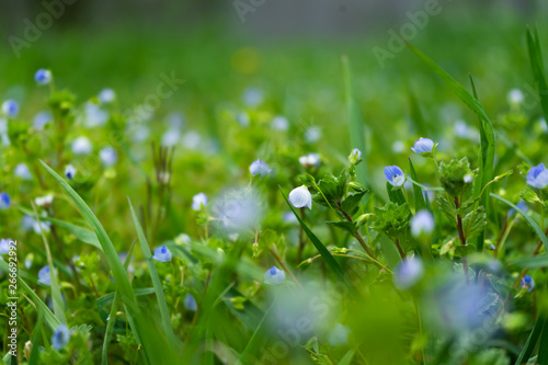 small flowers in a meadow
