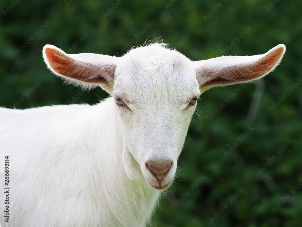 Fototapeta premium Cute Baby Goat