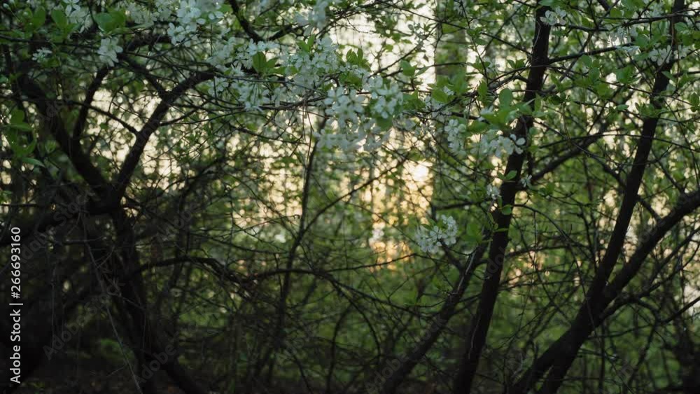Time-lapse sunrise through flowering bushes and trees in the spring forest. Time-lapse sunrise through flowering bushes and trees in the spring forest.