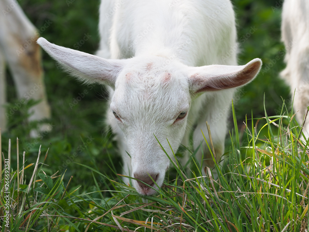 Obraz premium Cute Baby Goat