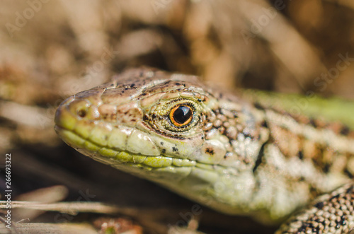 Portrait of a small green lizard in dry grass. Macro shot.