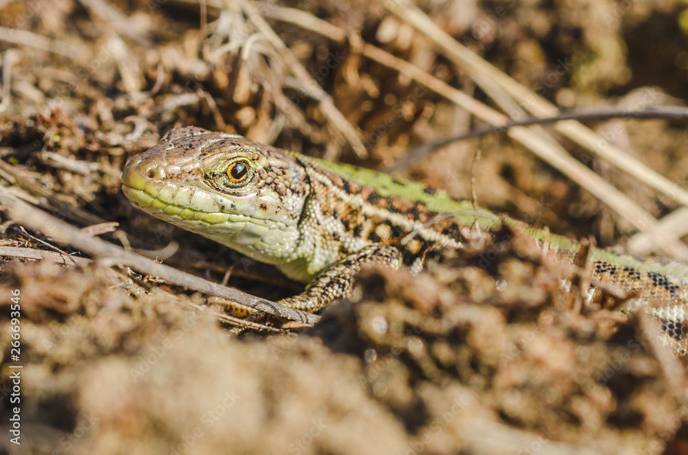 Portrait of a small green lizard in dry grass. Macro shot. Portrait of a small green lizard in dry grass. Macro shot.