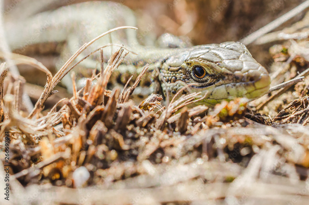 Naklejka premium Portrait of a small green lizard in dry grass. Macro shot.