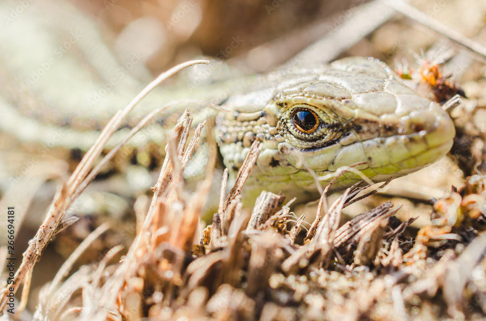 Naklejka premium Portrait of a small green lizard in dry grass. Macro shot.
