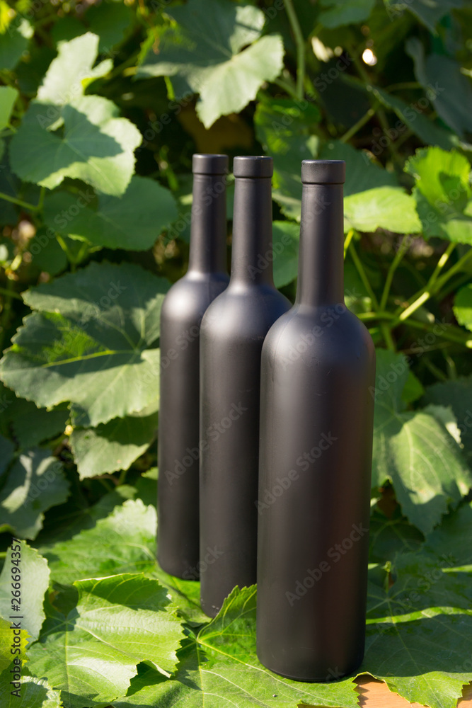 three bottles of wine stands against the green leaves of the vineyard. vine. natural drink, private vineyards. natural drink, private vineyards