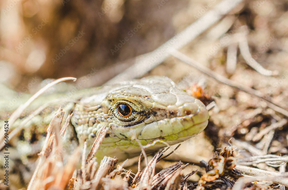 Naklejka premium Portrait of a small green lizard in dry grass. Macro shot.