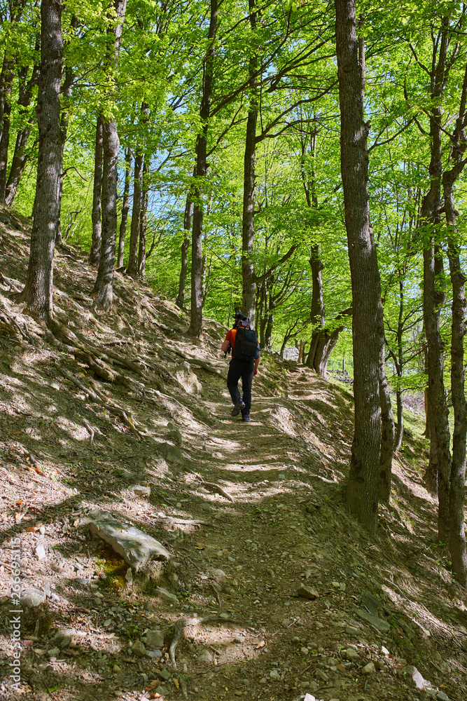Woman hiking in the forest