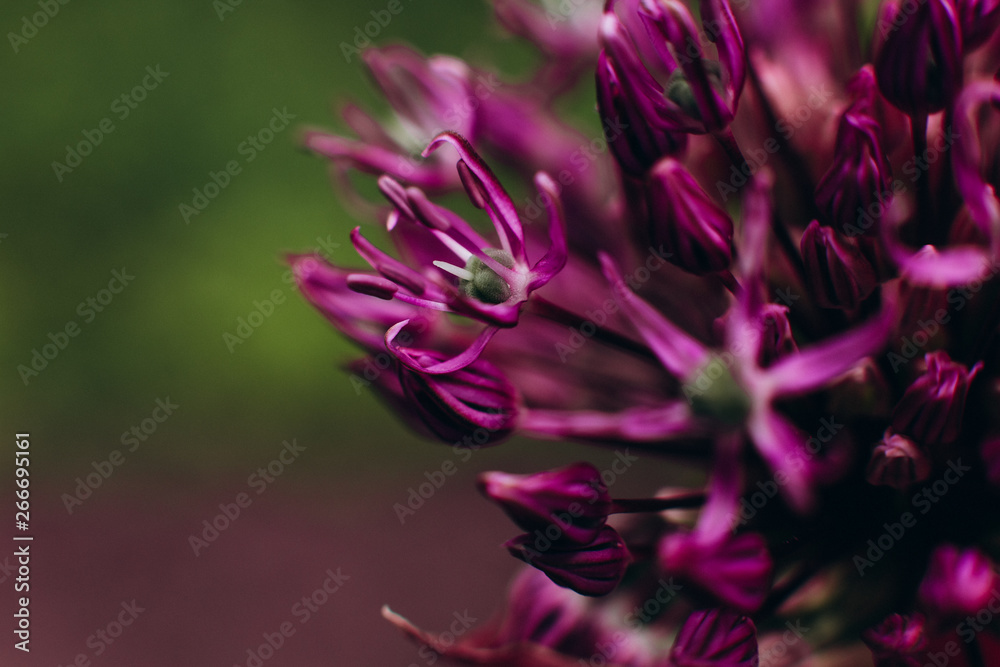 blooming bud purple flower texture stamens pollen
