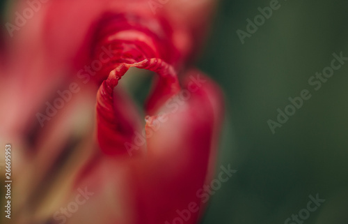 flower bud red macro blur details texture