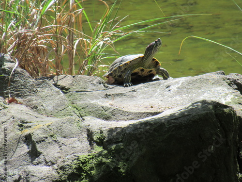 Turtle & Tortoise