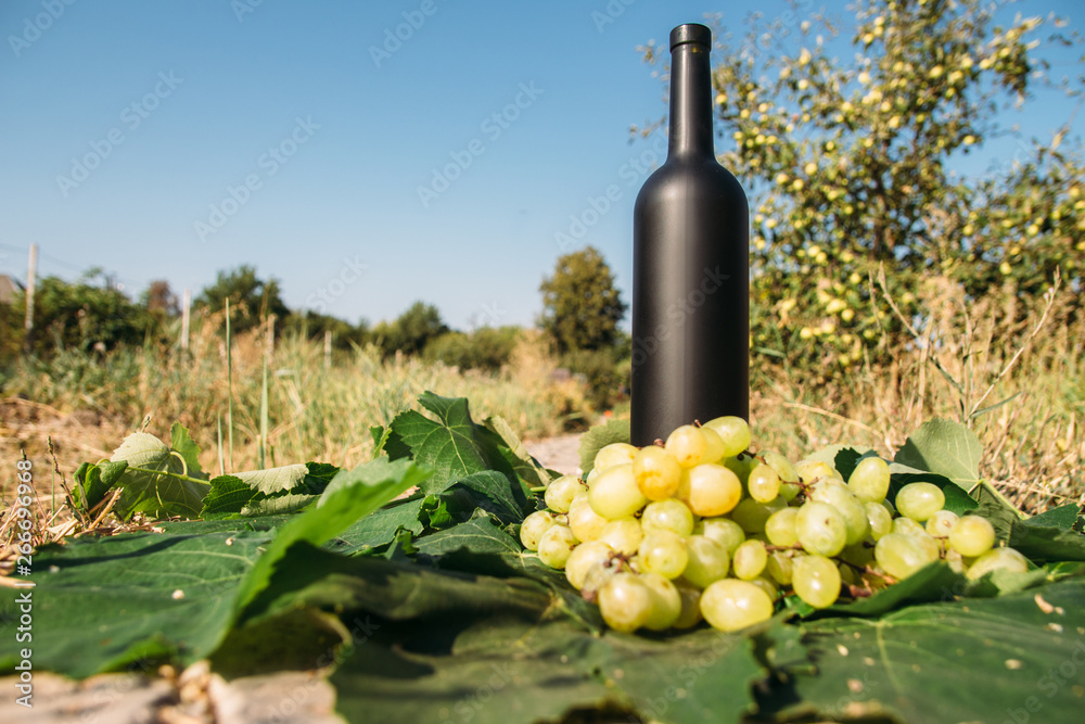 bottle of wine stands against the green leaves of the vineyard. vine. natural drink, private vineyards. natural drink, private vineyards grapes are nearby standing on the road in the countryside