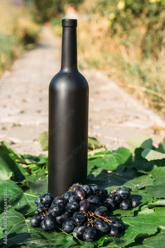 bottle of wine stands against the green leaves of the vineyard. vine. natural drink, private vineyards. natural drink, private vineyards grapes are nearby standing on the road in the countryside