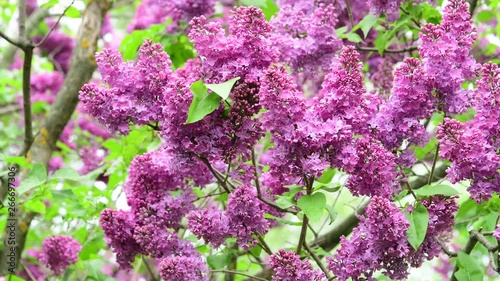 Spring nature flowers garden purple blooming lilac under the rain 4k video