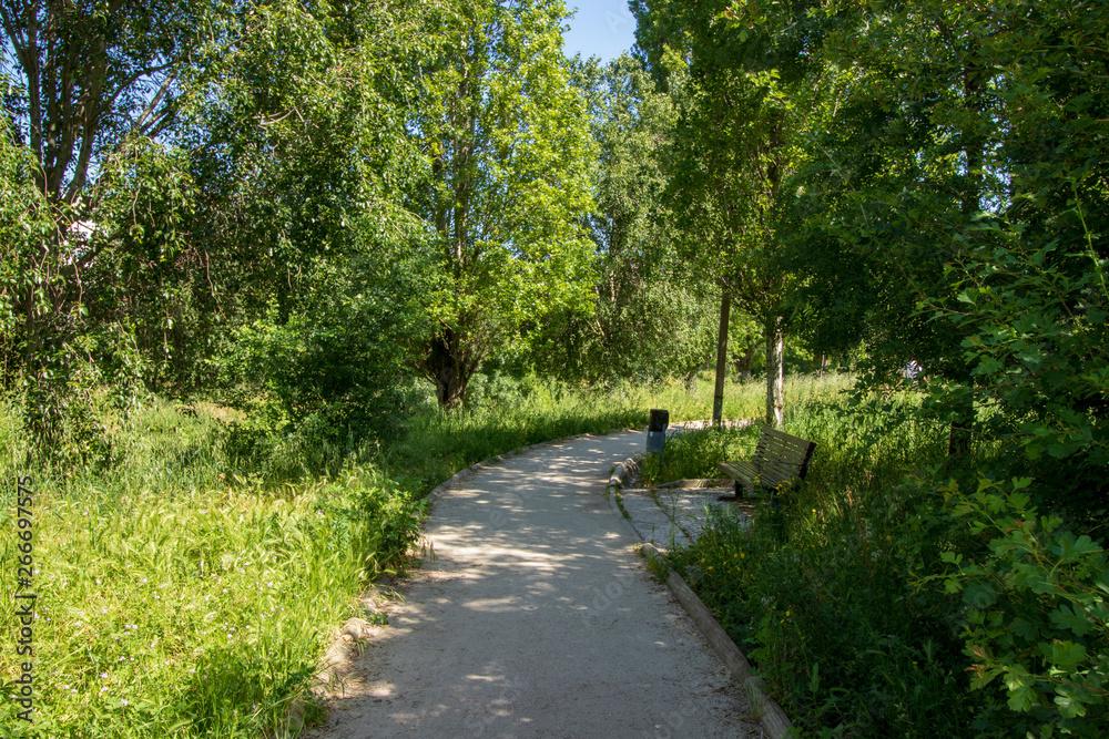 blast of green in spring in a park