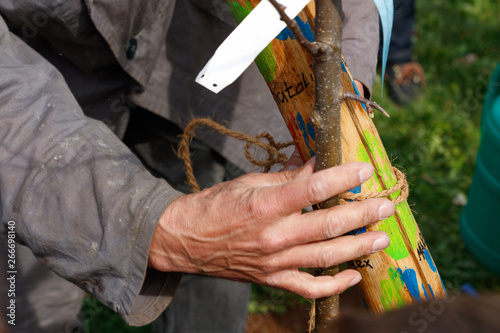 A man cutting apple tree