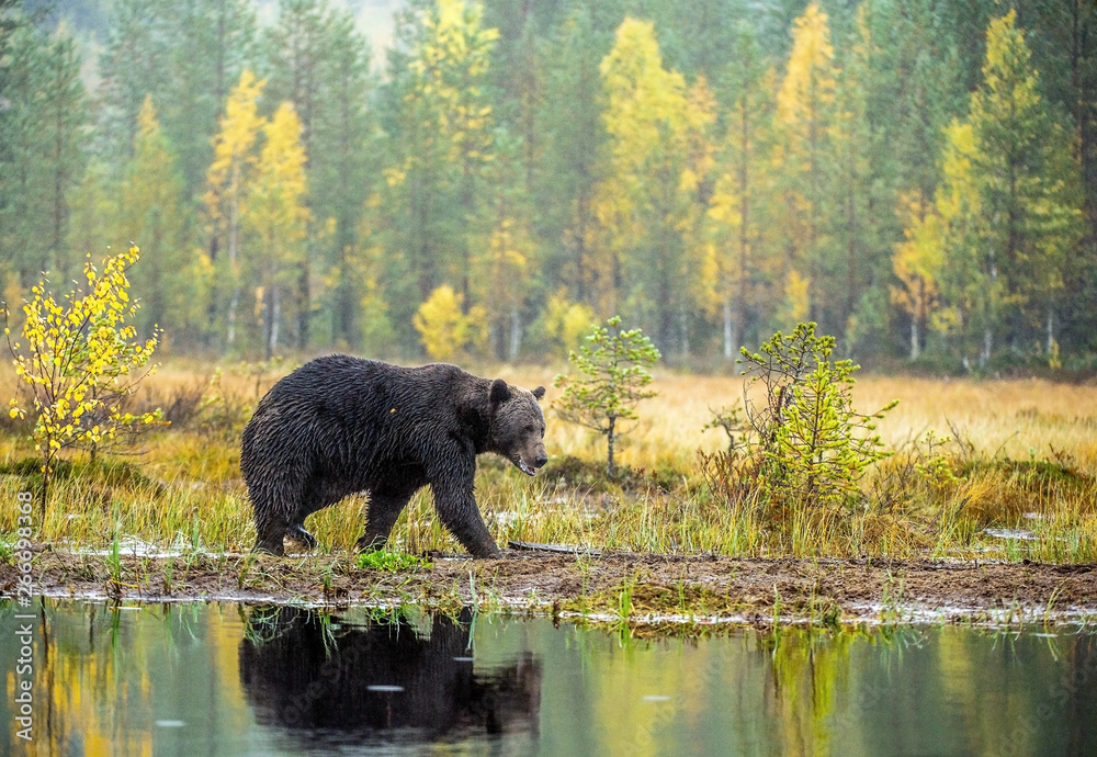 A brown bear on the bog. Adult Wild Big Brown Bear . Scientific name: Ursus arctos. Natural habitat, autumn season. A brown bear on the bog. Adult Wild Big Brown Bear . Scientific name: Ursus arctos. Natural habitat, autumn season.