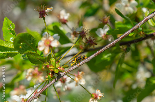 Wasp between cherry blossoms © Matthias