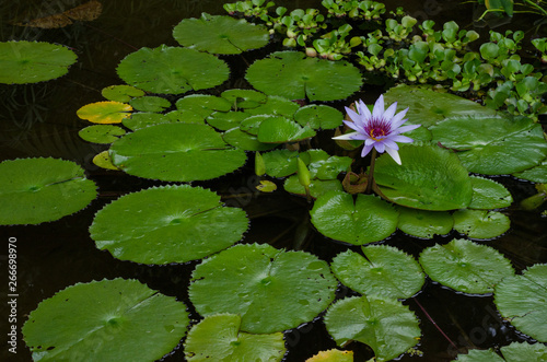 water lily in pond