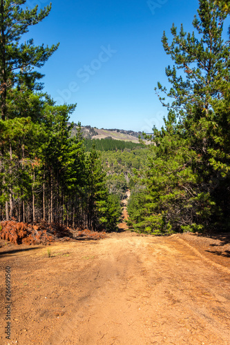 Forest road near Nannup Western Australia photo