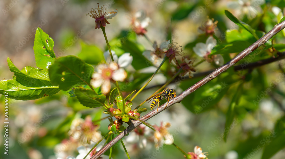 Wasp between cherry blossoms