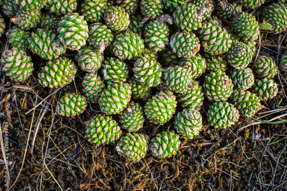 Many young green pine cones lie on the ground in the forest close-up Many young green pine cones lie on the ground in the forest close-up