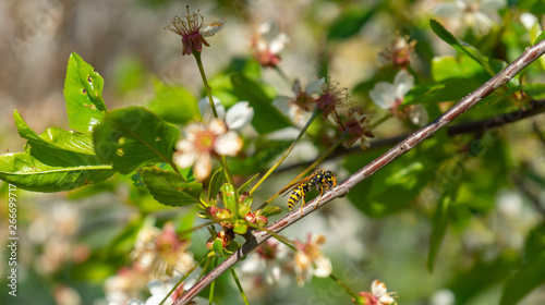 Wasp between cherry blossoms © Matthias