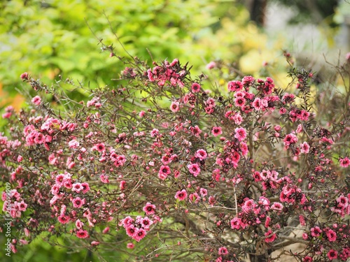 Wallpaper Mural ギョリュウバイのピンクの花 Torontodigital.ca