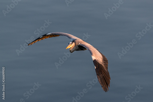 Obraz na płótnie Big Heron with the sunset light in her face Ulsteinvik, Norway mars 2019 w salonie