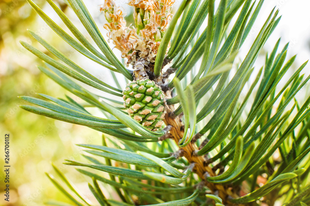 Young green pine cones and young shoots close-up Young green pine cones and young shoots close-up