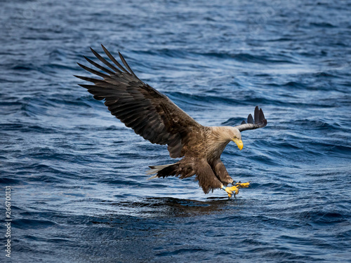 Whitetaile Eagle navigate and catch the fish in super high speed.. Rekdal, Norway april 2019 photo