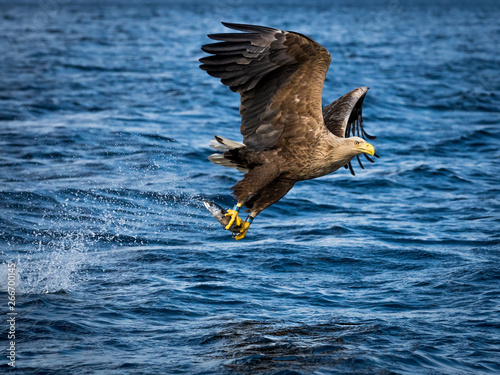 Whitetaile Eagle flying home after catching the fish. Rekdal, Norway april 2019