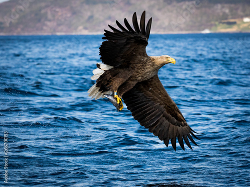 Whitetaile Eagle with wings out and fish secured.. Rekdal, Norway april 2019