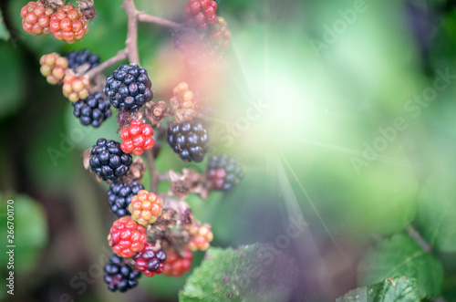 Blackberries surrounded by green foliage  backlit with sun light rays