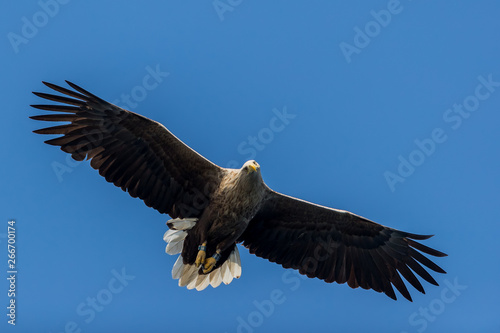 Whitetaile Eagle is seeing you. Rekdal, Norway april 2019 © Arild