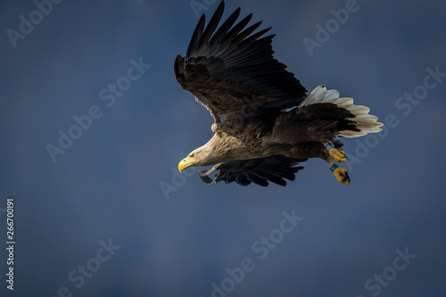 Whitetaile Eagle in the air and have the eyes focus on something. Rekdal, Norway april 2019 photo