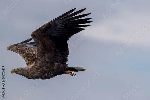 Whitetaile Eagle portrait. Rekdal, Norway april 2019