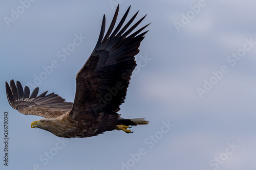 Whitetaile Eagle with the wings out. Rekdal, Norway april 2019