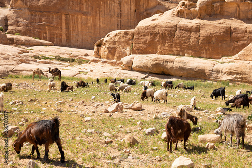 goat and sheep eat grass with camels