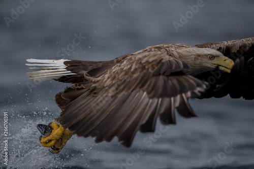 Whitetaile Eagle catching fish. Rekdal, Norway april 2019 photo